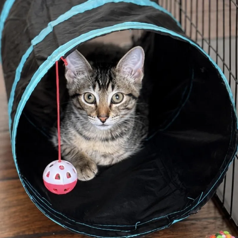 A baby small-sized male Brown / Chocolate Domestic Short Hair cat named Chance for adoption in Houston, TX