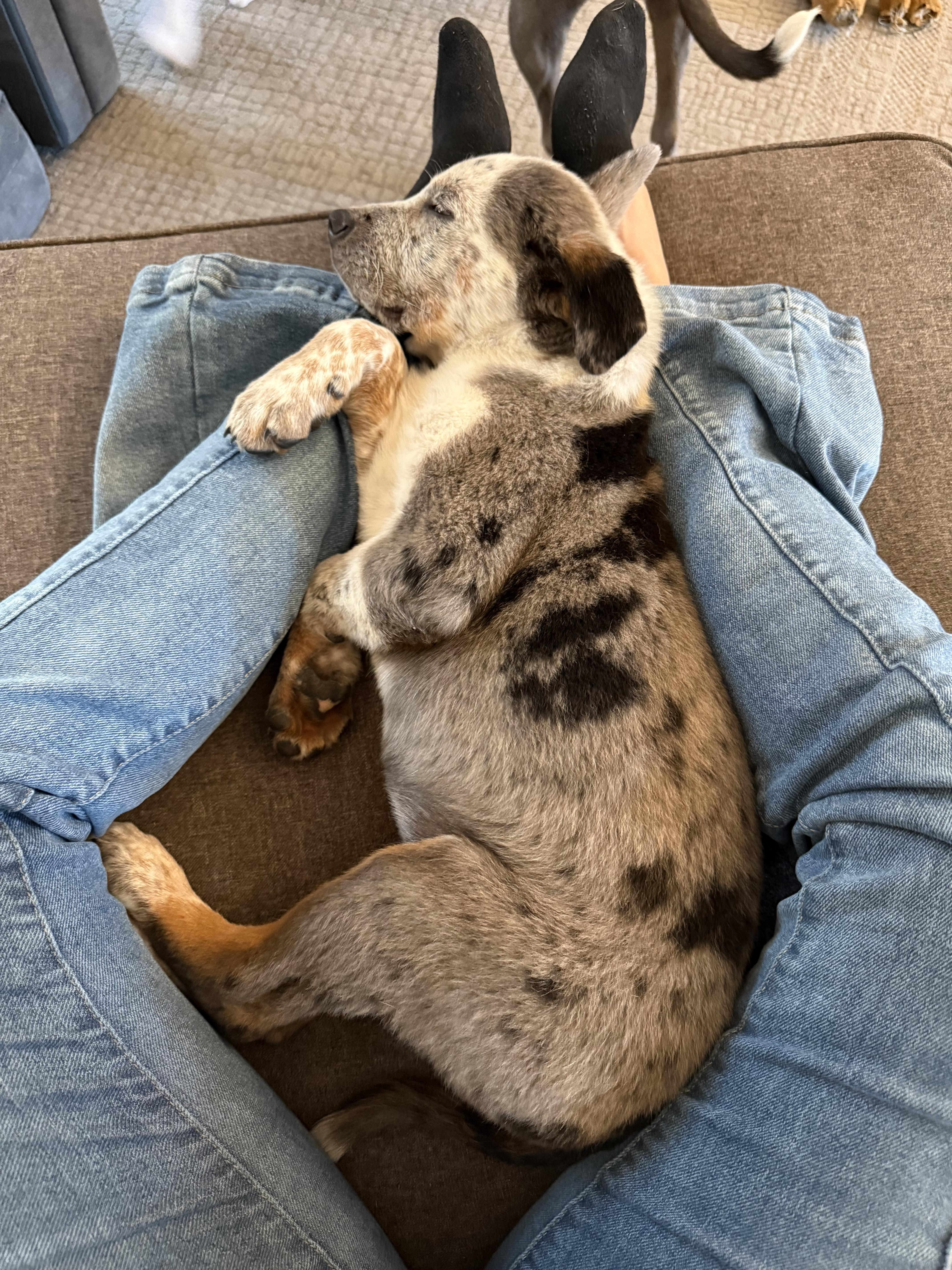 Maverick thumbnail 2