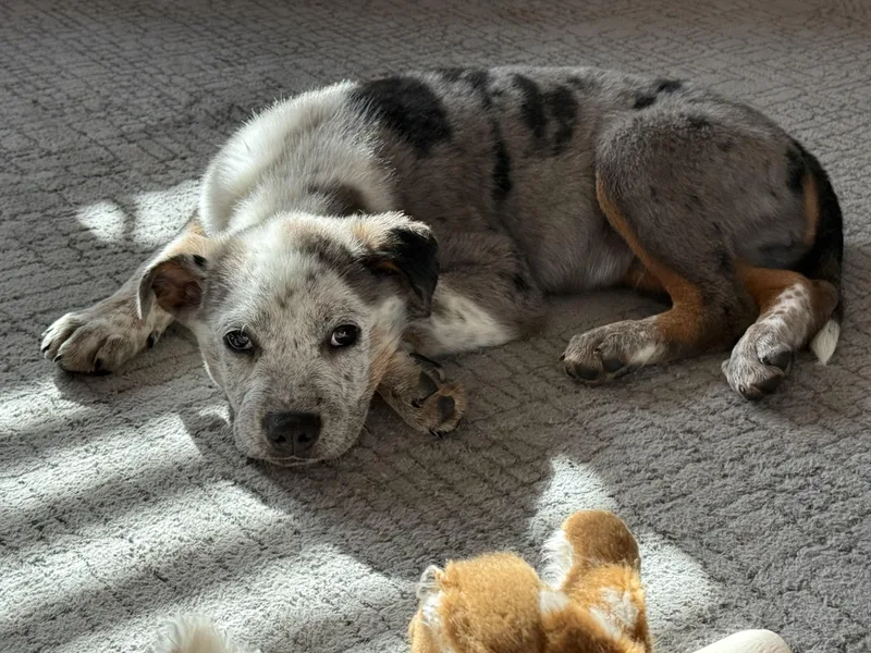 Maverick thumbnail 3