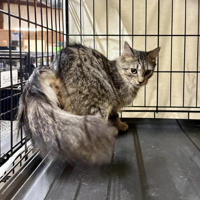 Mackerel thumbnail 2