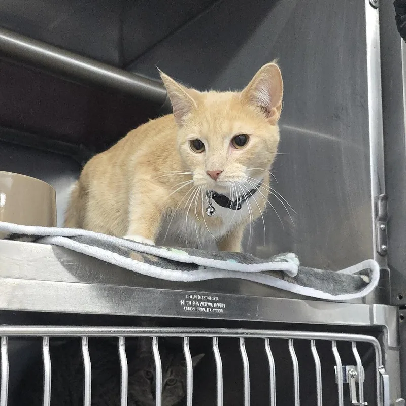 A young medium-sized female Buff / Tan / Fawn Domestic Short Hair cat named Cocoa Bean for adoption in Yanceyville, NC