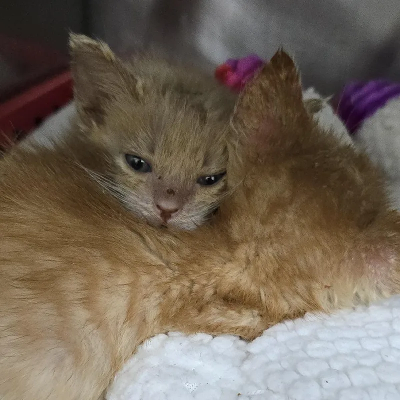 Cocoa Bean thumbnail 2