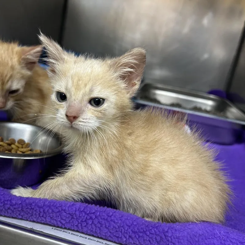 Cocoa Bean thumbnail 3