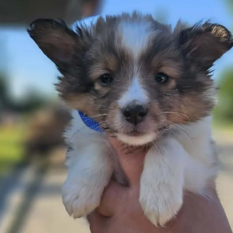 Cooper