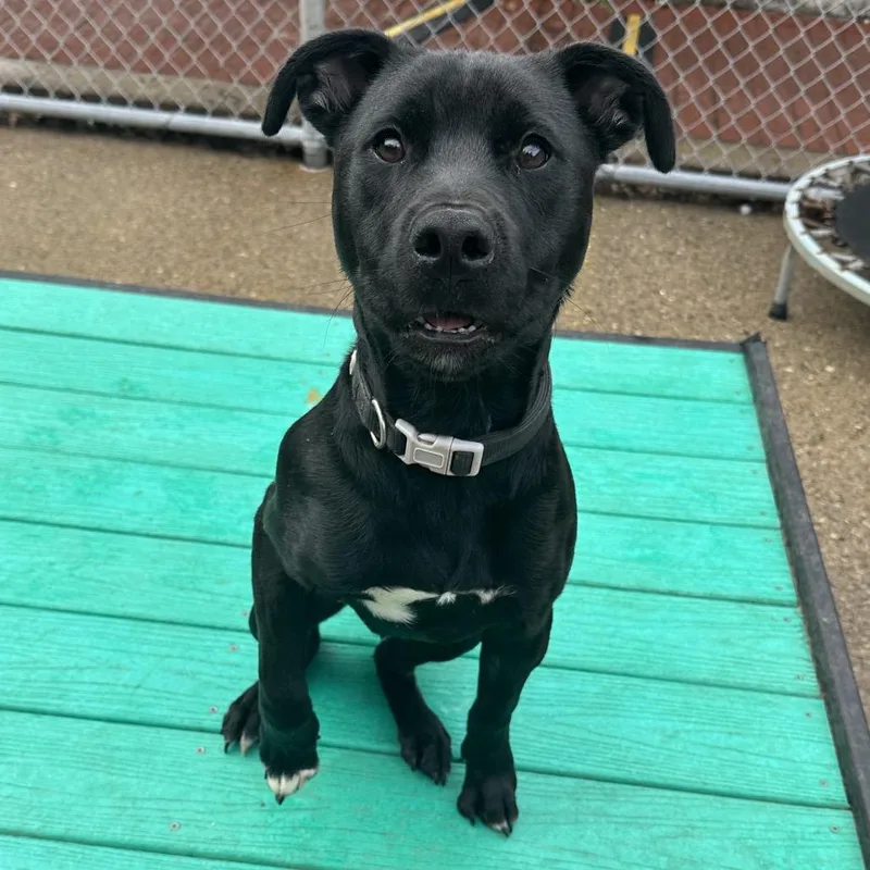 A young medium-sized male Black Mixed Breed dog named Pablo for adoption in Charleston, WV