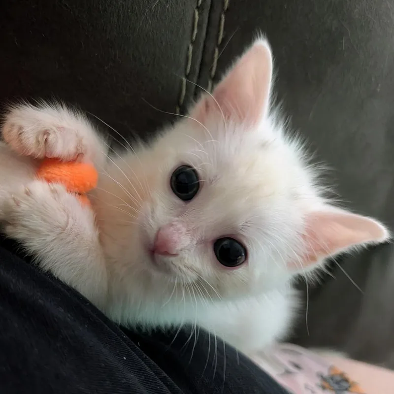 A baby medium-sized female White Domestic Short Hair cat named Chantilly for adoption in Houston, TX