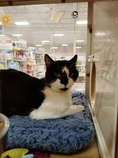 An adult medium-sized male Domestic Short Hair cat named Gordon for adoption in Mount Royal, NJ