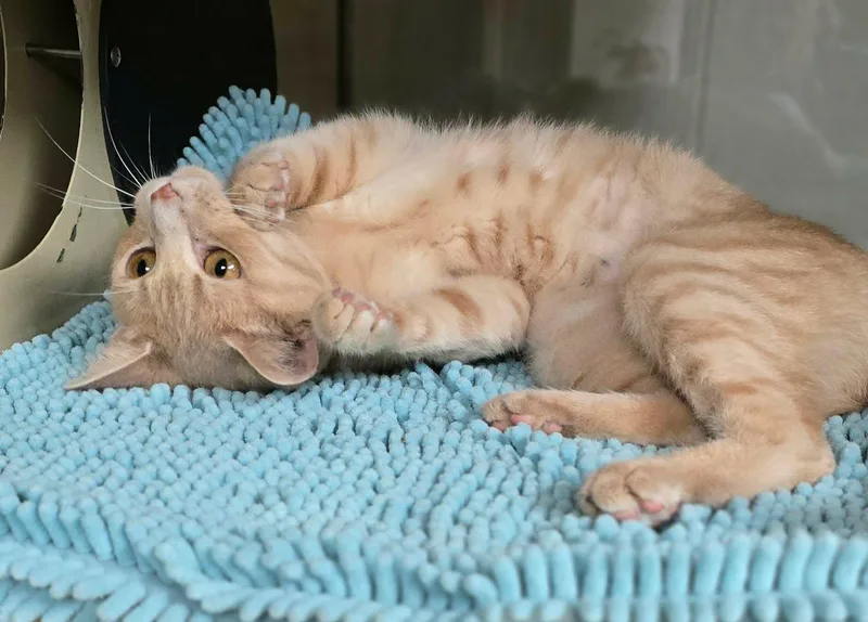 An adult medium-sized female Tabby (Buff / Tan / Fawn) Domestic Short Hair cat named Fran for adoption in New Castle, PA