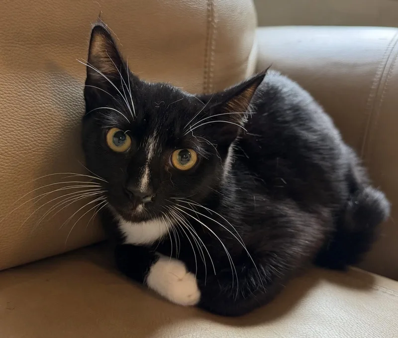 A young medium-sized male Black & White / Tuxedo Domestic Short Hair cat named Elvis for adoption in Elkins, WV