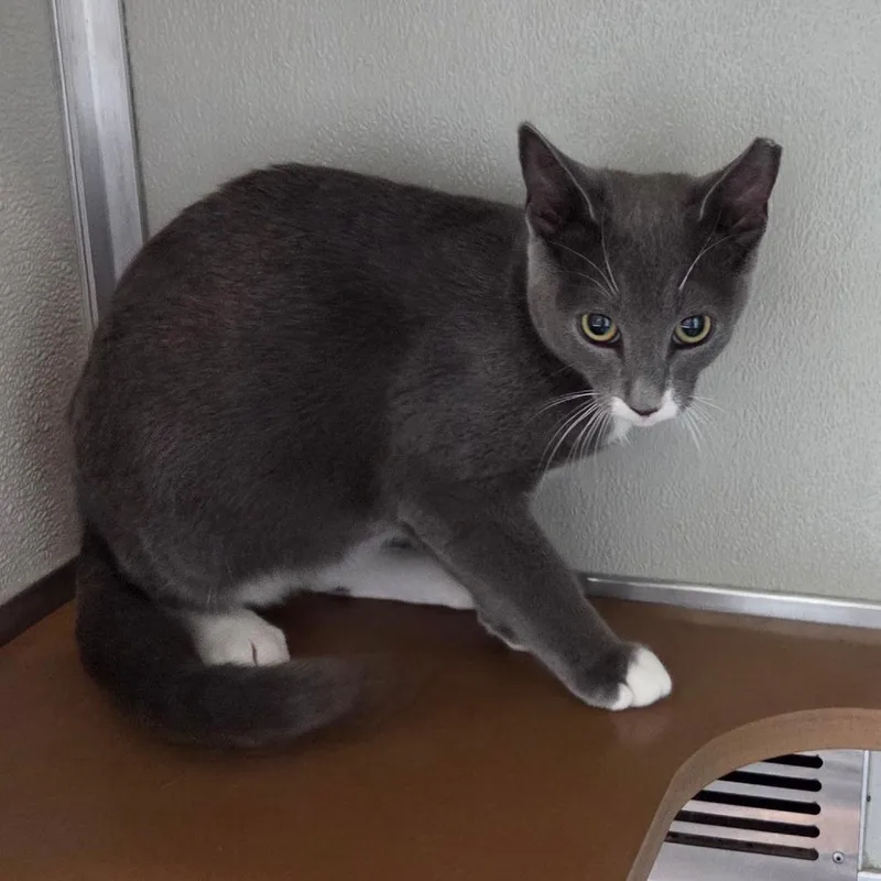 A young small-sized male Gray / Blue / Silver Domestic Short Hair cat named Boots for adoption in Chattanooga, TN
