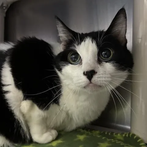 An adult large-sized female Domestic Short Hair cat named Moo Moo for adoption in Pensacola, FL