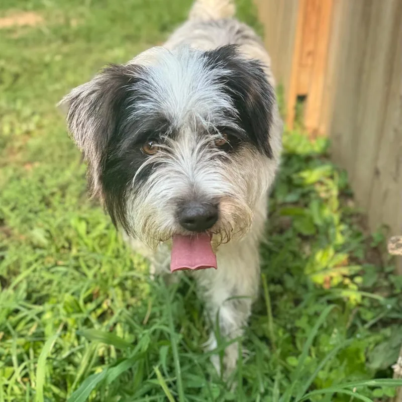 A senior small-sized female White / Cream Wirehaired Terrier dog named Pellinda for adoption in Fredericksburg, VA