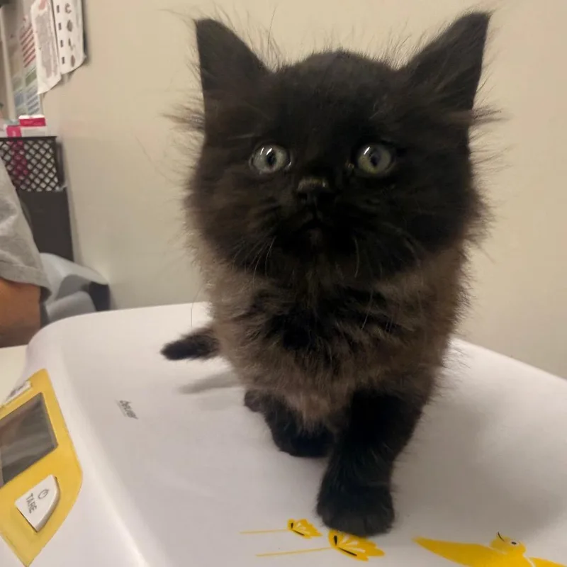 A baby small-sized male Black Domestic Medium Hair cat named Owl for adoption in Chattanooga, TN