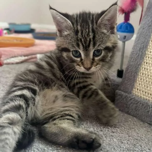 A baby small-sized male Brown / Chocolate Domestic Short Hair cat named Hercules for adoption in Winchester, VA