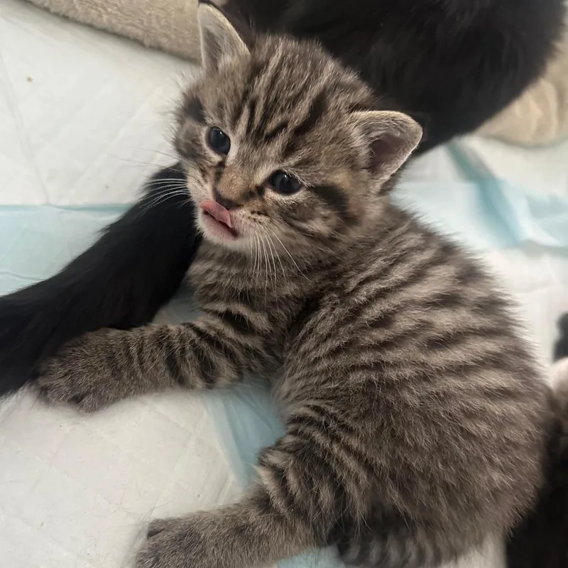 Hercules thumbnail 2