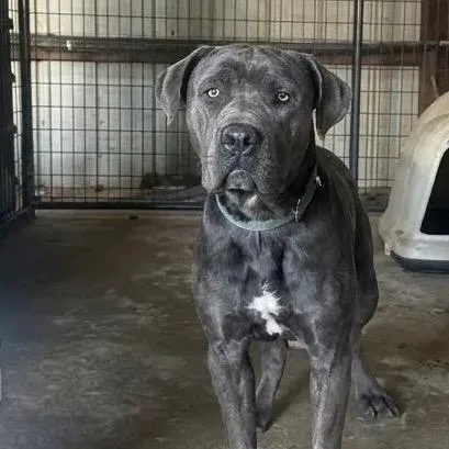 An adult large-sized male Cane Corso dog named VooDoo AKA Duke RTO for adoption in East Saint Louis, IL