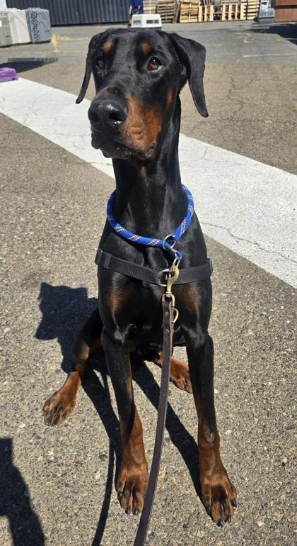 An adult large-sized male Doberman Pinscher dog named Garth for adoption in Roseville, CA