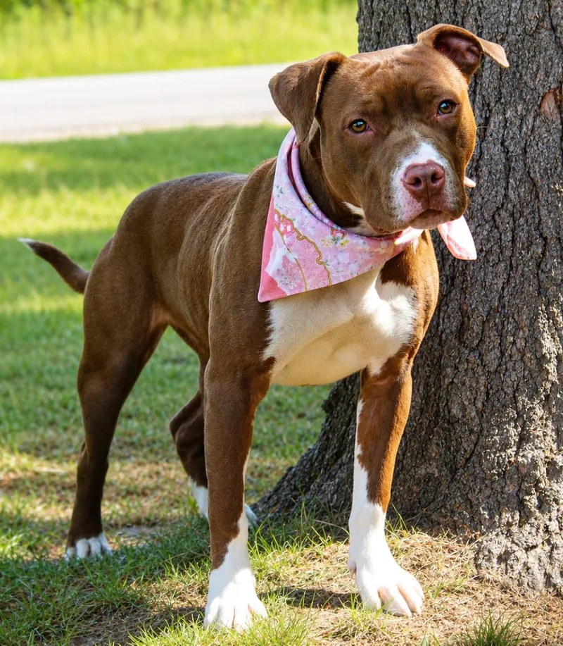 A young medium-sized female Mixed Breed dog named Pippa for adoption in Cheboygan, MI