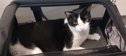 An adult large-sized male Domestic Short Hair cat named Papito for adoption in New Orleans, LA