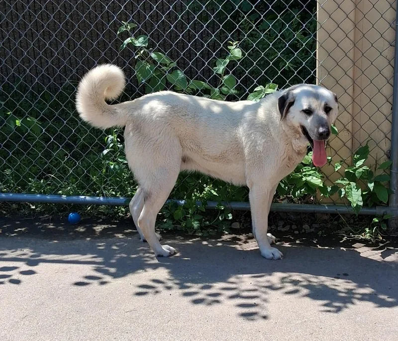An adult large-sized female Yellow / Tan / Blond / Fawn Anatolian Shepherd dog named Athena for adoption in Little Falls, MN