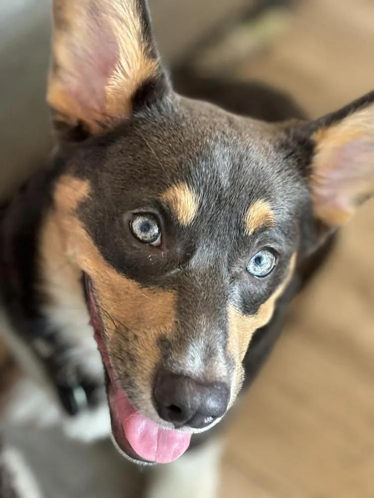 A young medium-sized male Cardigan Welsh Corgi dog named Denver for adoption in Dallas, TX