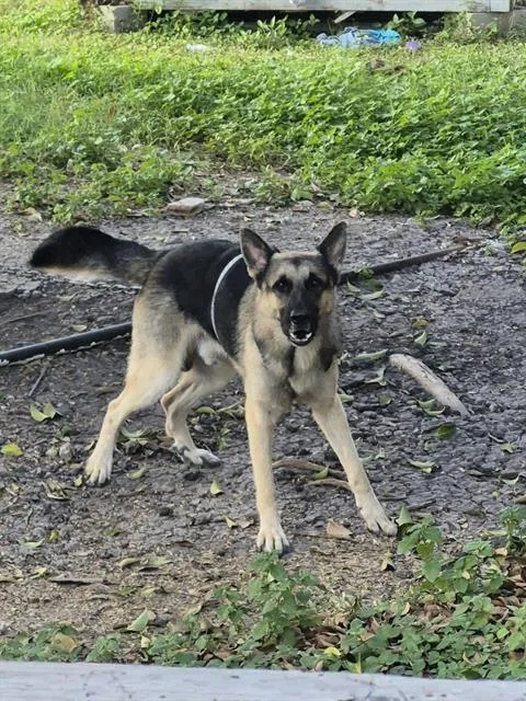 A young large-sized male German Shepherd Dog dog named Chiefy for adoption in San Antonio, TX
