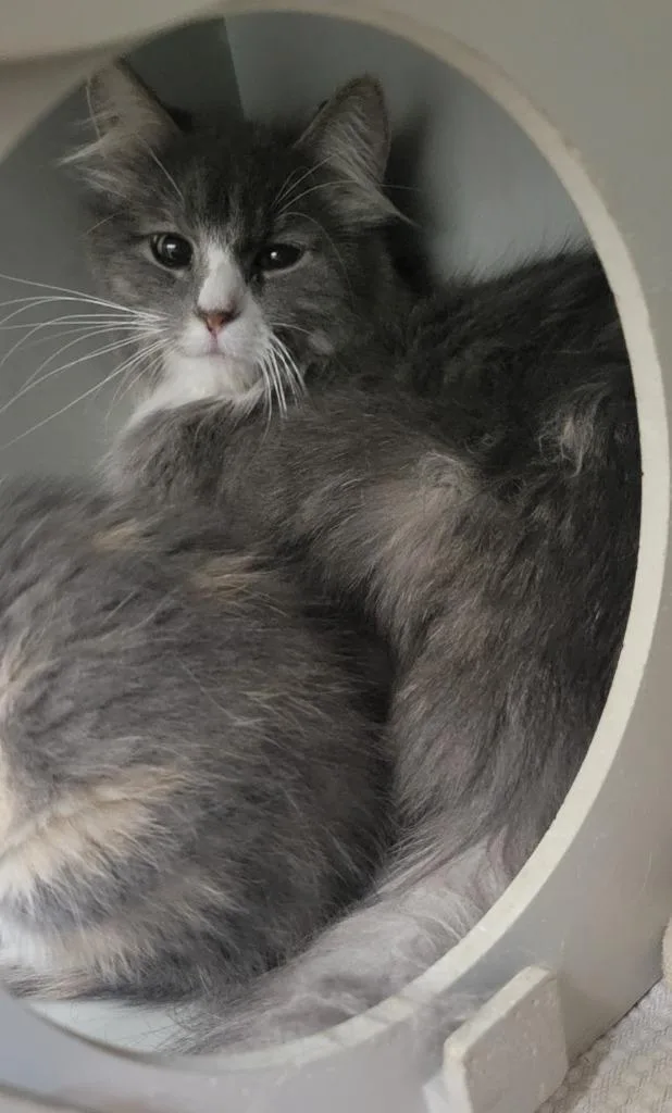 A young small-sized female Domestic Long Hair cat named S Mama for adoption in Heber City, UT