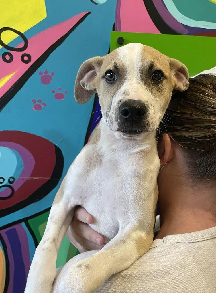 A young large-sized male Apricot / Beige Mixed Breed dog named Diamond for adoption in Jackson, MI