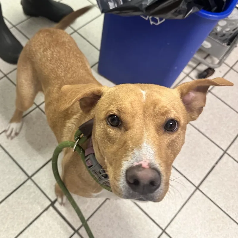 An adult medium-sized female Yellow / Tan / Blond / Fawn Mixed Breed dog named Monkey for adoption in Charleston, WV