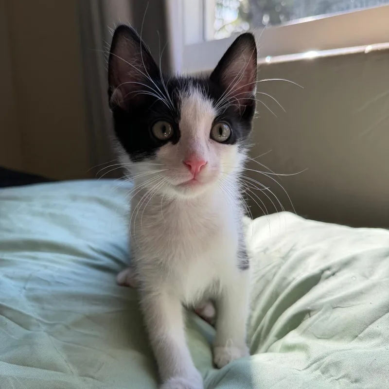 A baby small-sized male White Domestic Short Hair cat named Gus for adoption in Jupiter, FL