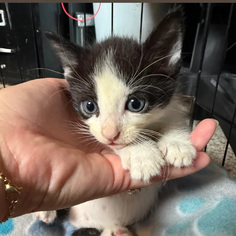 Gus thumbnail 2