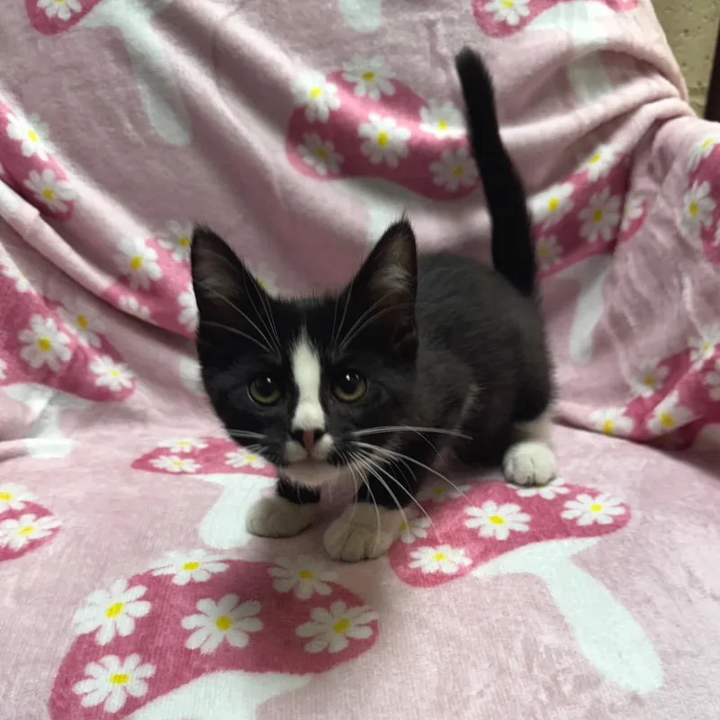 A baby small-sized male Black Domestic Short Hair cat named Sammy for adoption in Kittanning, PA