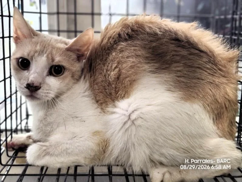 A young medium-sized male Domestic Short Hair cat named Mack for adoption in Houston, TX