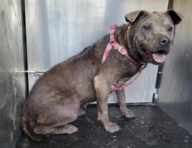 An adult medium-sized female American Staffordshire Terrier dog named Dove for adoption in San Antonio, TX