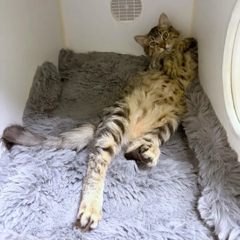 A baby medium-sized male Domestic Short Hair cat named John Carpenter for adoption in Woodinville, WA