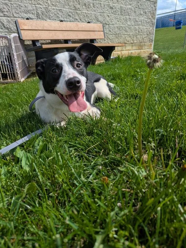 A young large-sized male Labrador Retriever dog named Doodad for adoption in Lancaster, OH