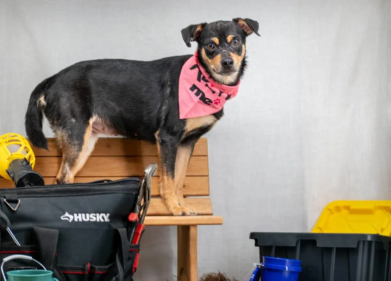 Stud Finder thumbnail 2