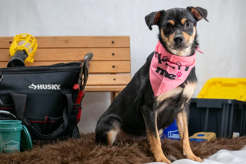 Stud Finder thumbnail 3