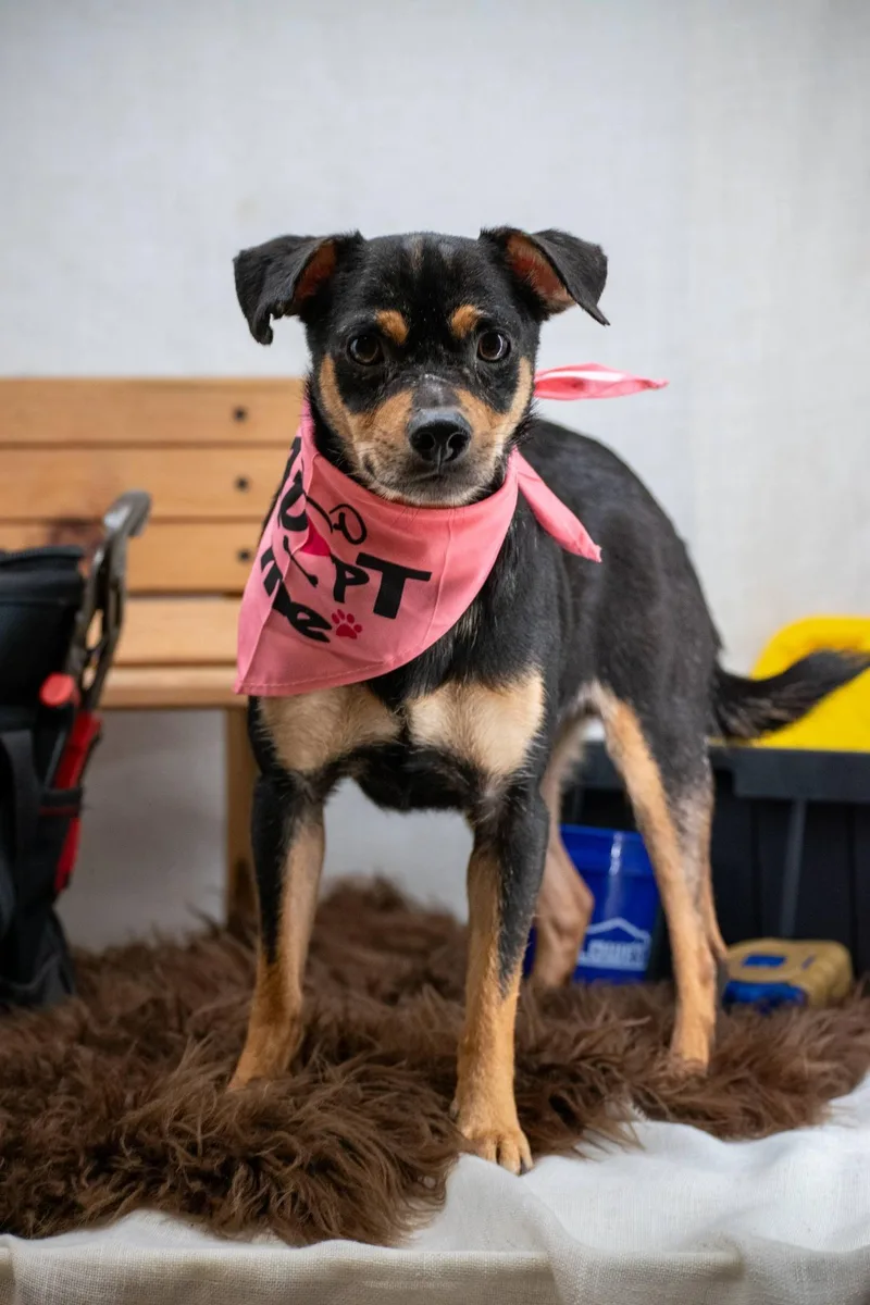 Stud Finder thumbnail 4