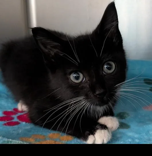 A baby small-sized female Black & White / Tuxedo Domestic Short Hair cat named Genesis for adoption in Evansville, IN