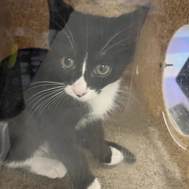 A baby small-sized male Black Domestic Short Hair cat named Ivy Q for adoption in Philadelphia, PA