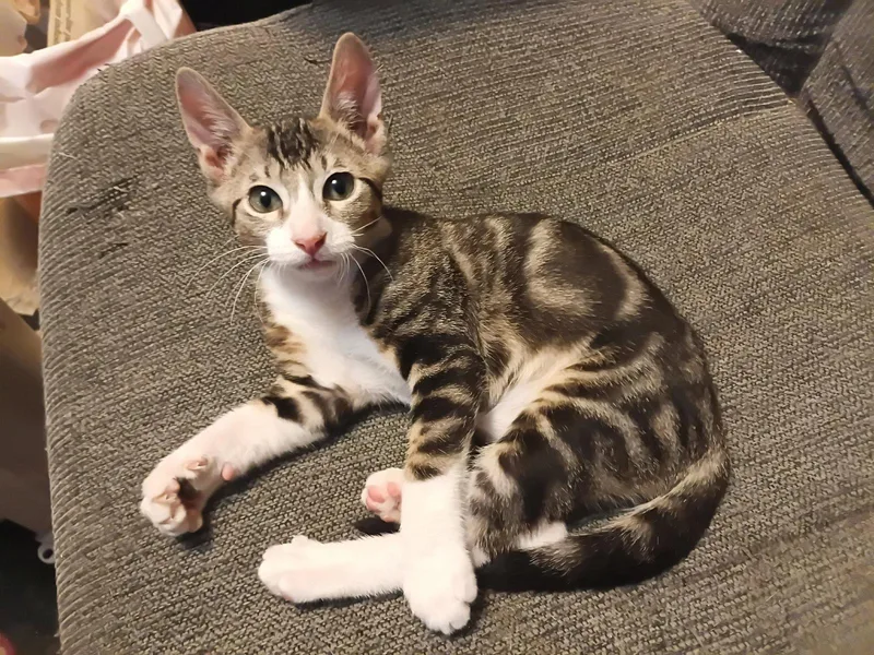 A baby medium-sized male Domestic Short Hair cat named Felix for adoption in San Antonio, TX