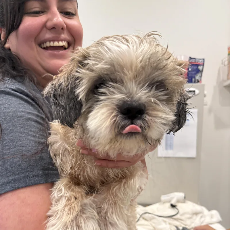 A senior small-sized male Mixed Breed dog named Cassidy for adoption in Evanston, IL