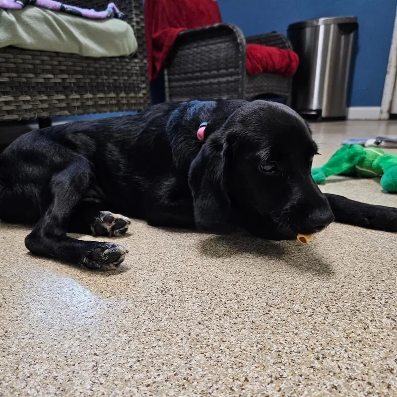 A young medium-sized female Black Labrador Retriever dog named Charleston for adoption in Sunderland, MD