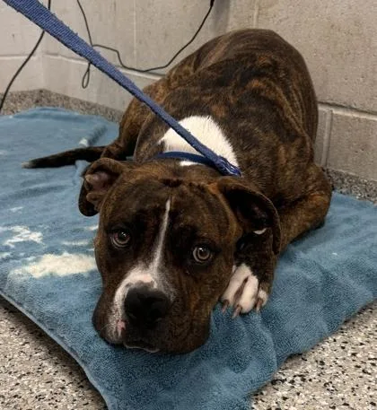 A young large-sized male Brown / Chocolate Pit Bull Terrier dog named Ponder for adoption in Kansas City, MO