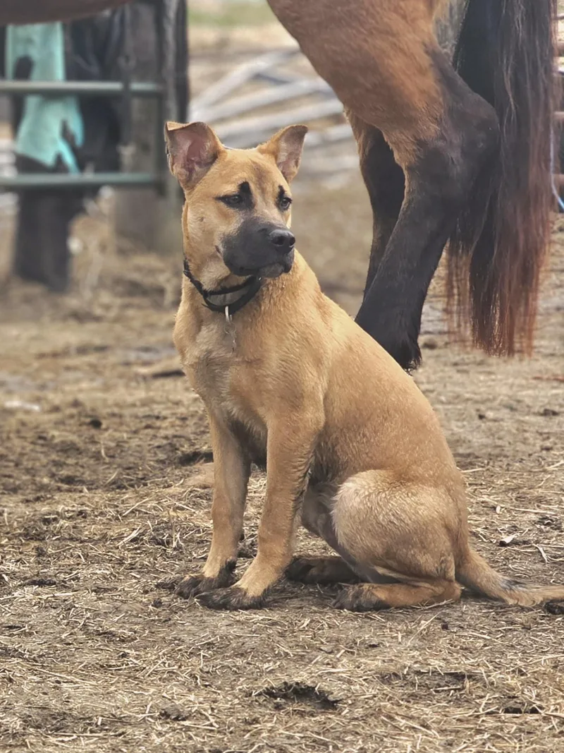 A young medium-sized male Golden German Shepherd Dog dog named Cash for adoption in Walthill, NE