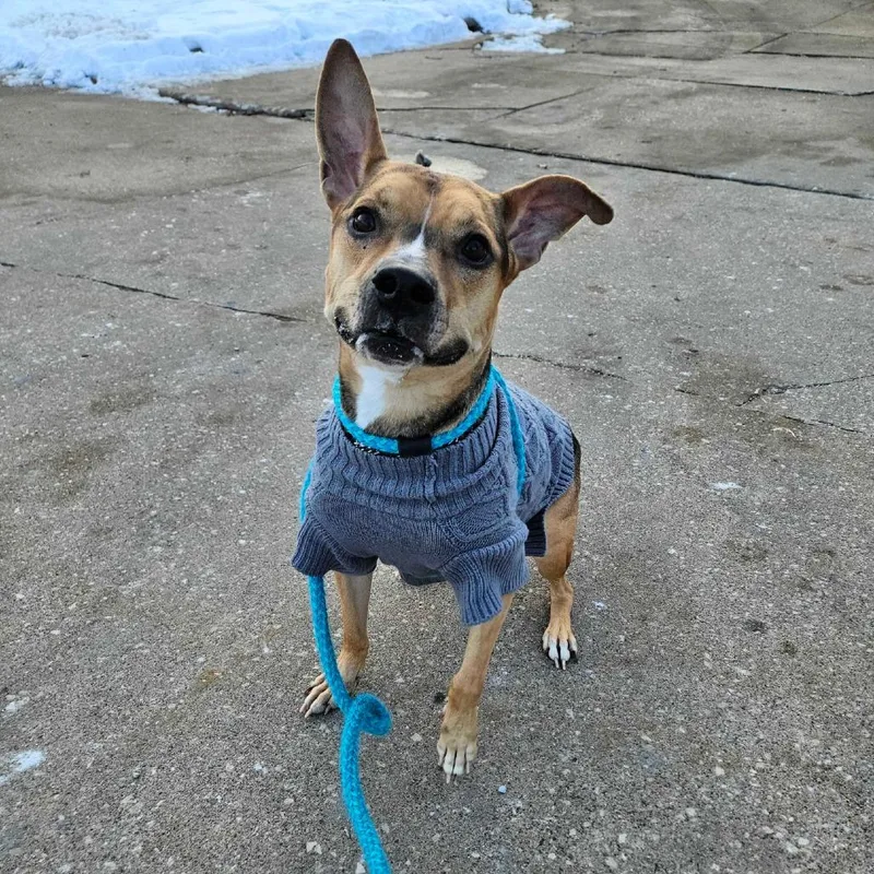 An adult medium-sized male Yellow / Tan / Blond / Fawn Mixed Breed dog named Black Bean for adoption in Davenport, IA