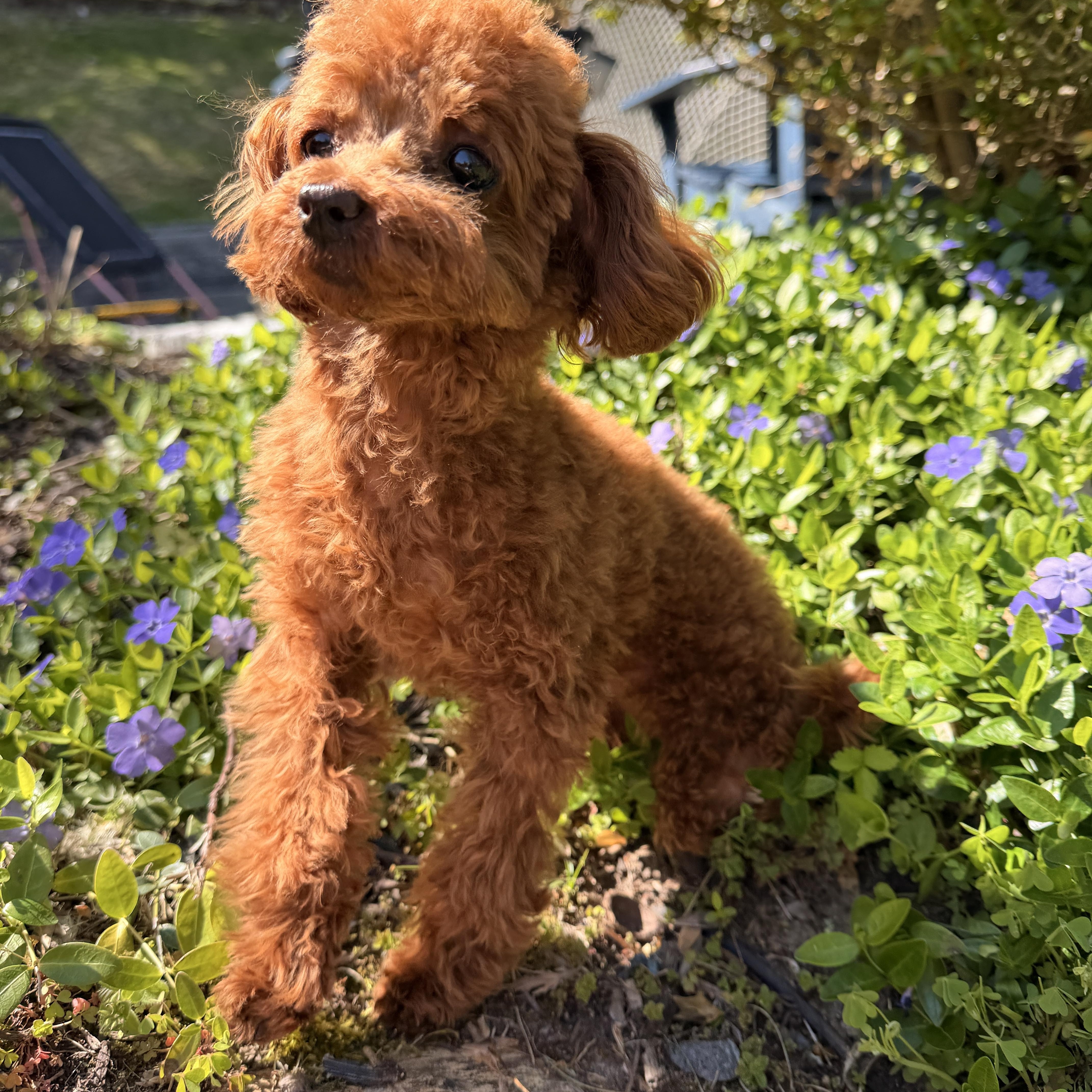A baby small-sized female Poodle (Toy) dog named Clover for adoption in Thornwood, NY