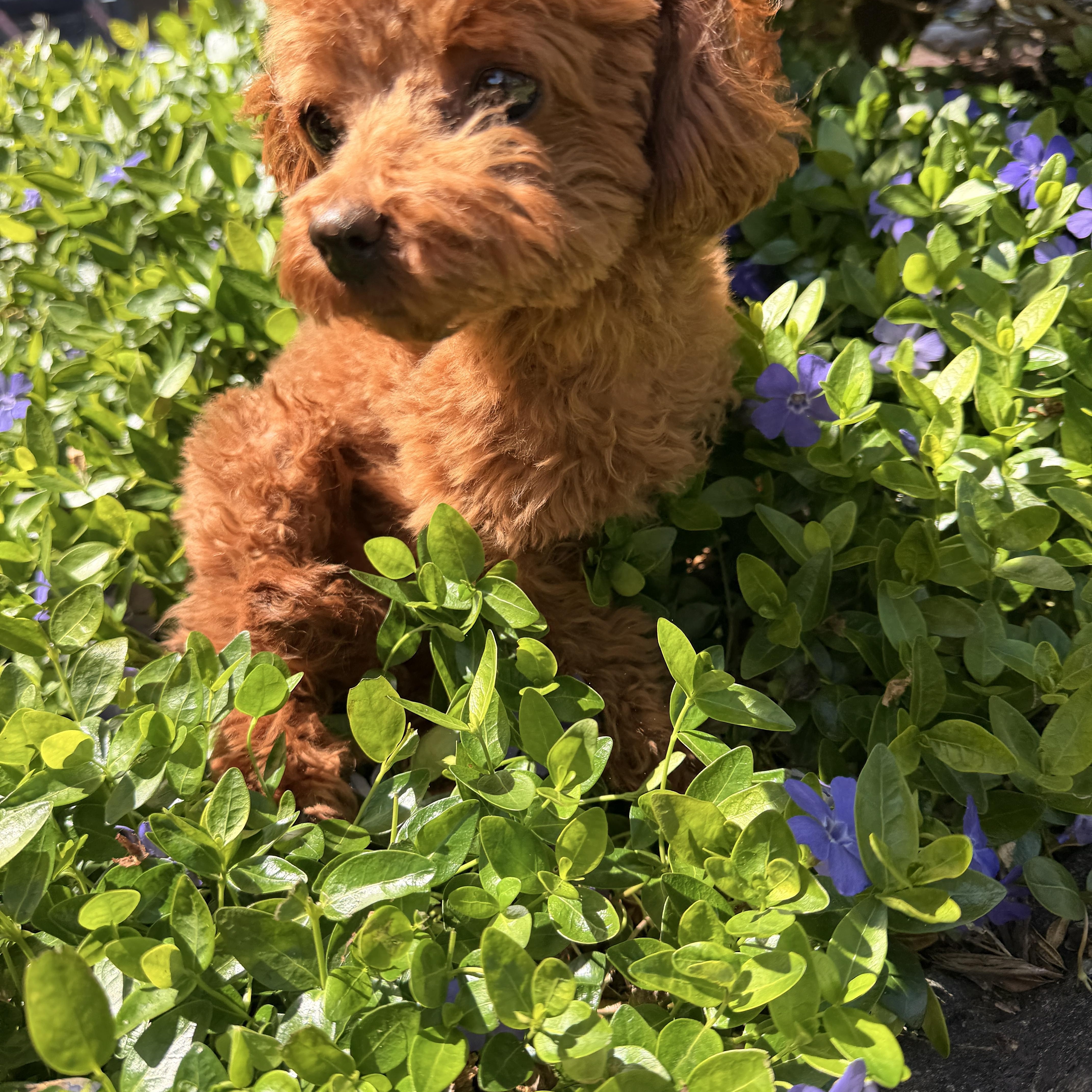 Clover thumbnail 4