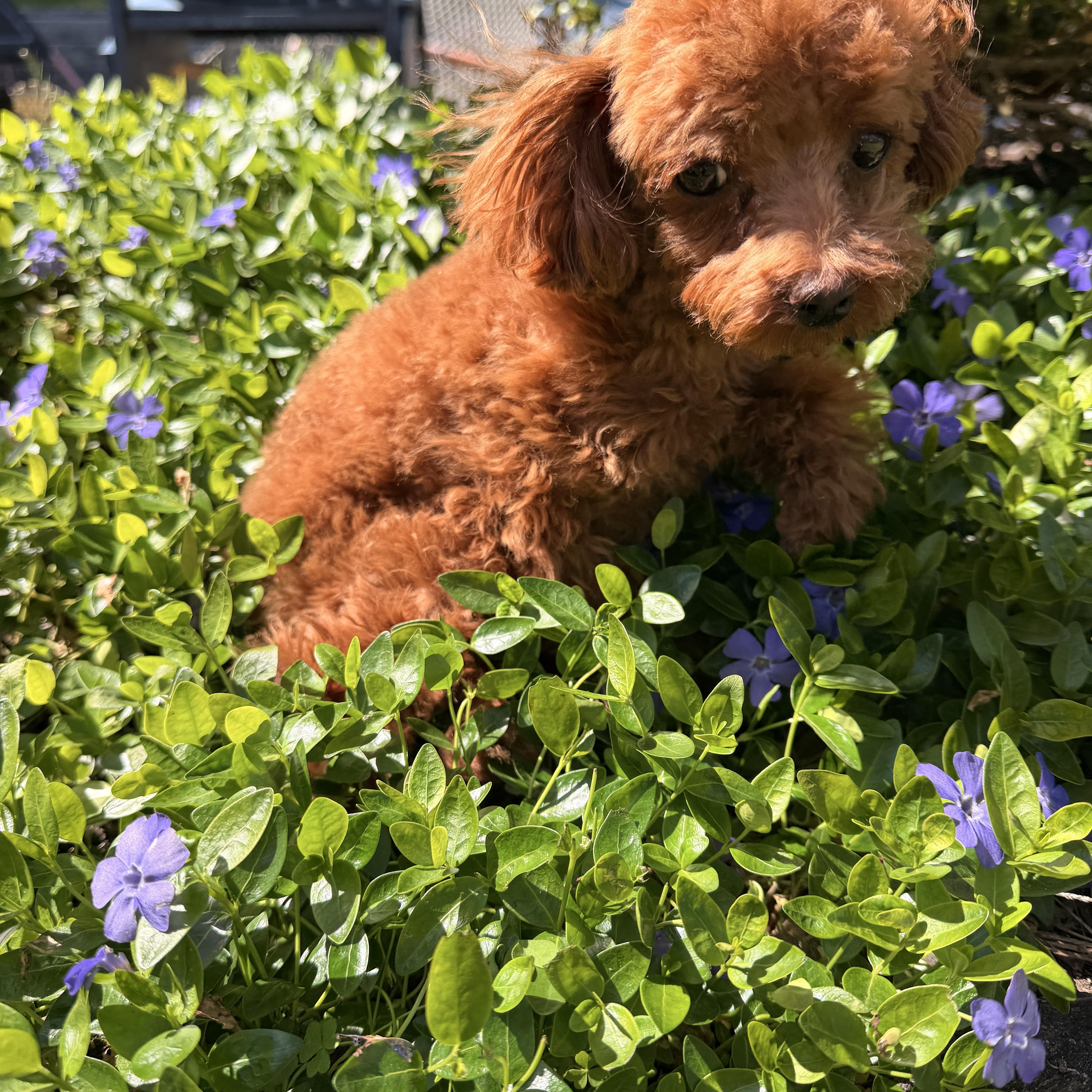 Clover thumbnail 5